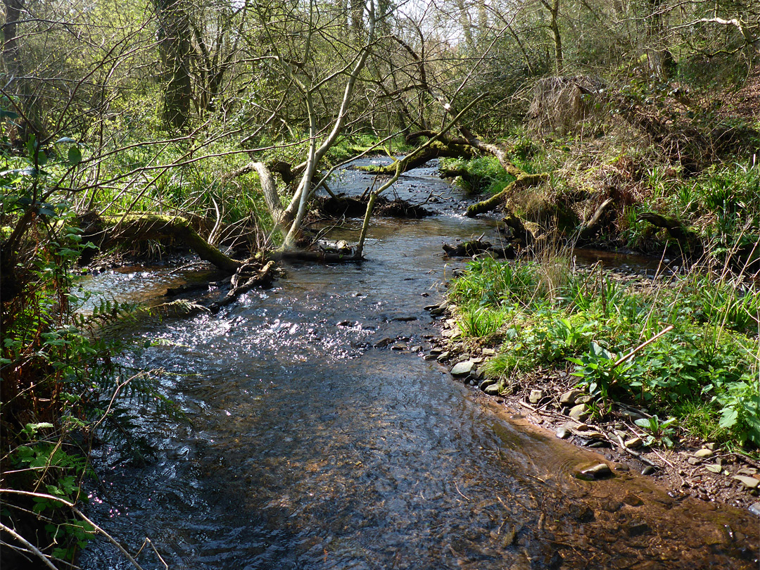 Overgrown stream