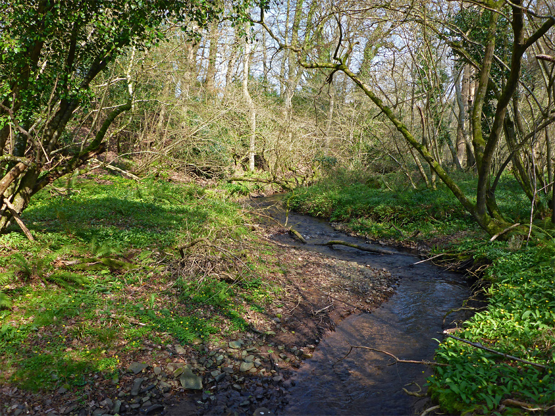 Stream and trees