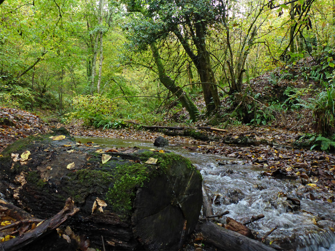 Log by the stream