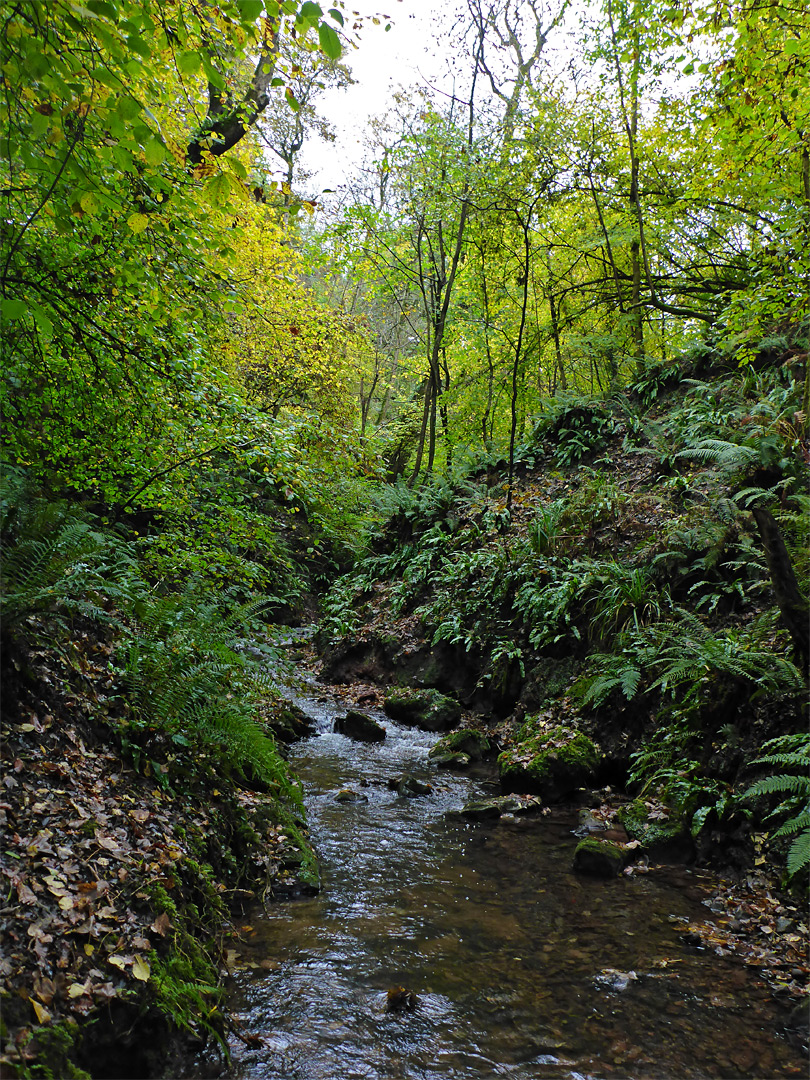 Fern-lined stream