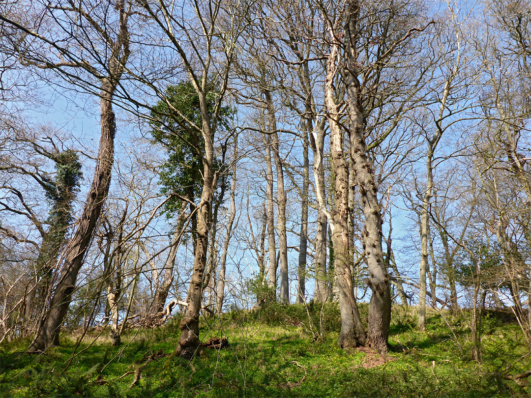 Leafless trees