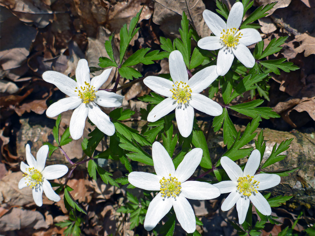 Wood anemone