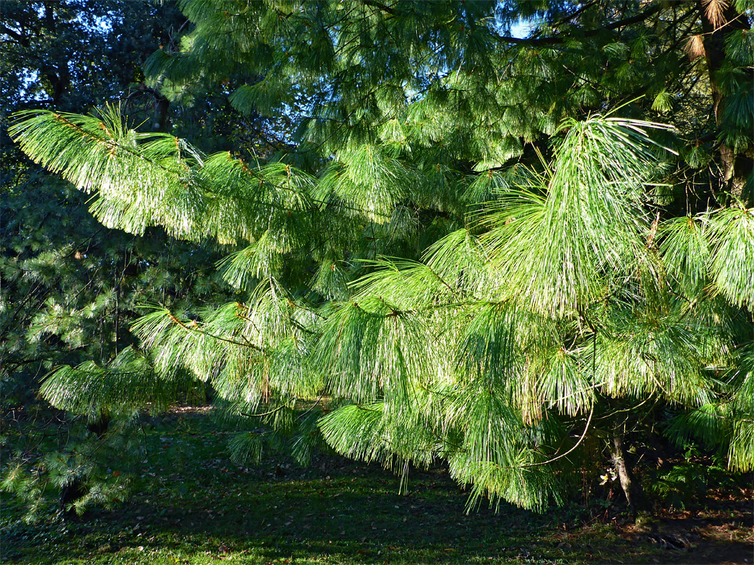 Holford pine