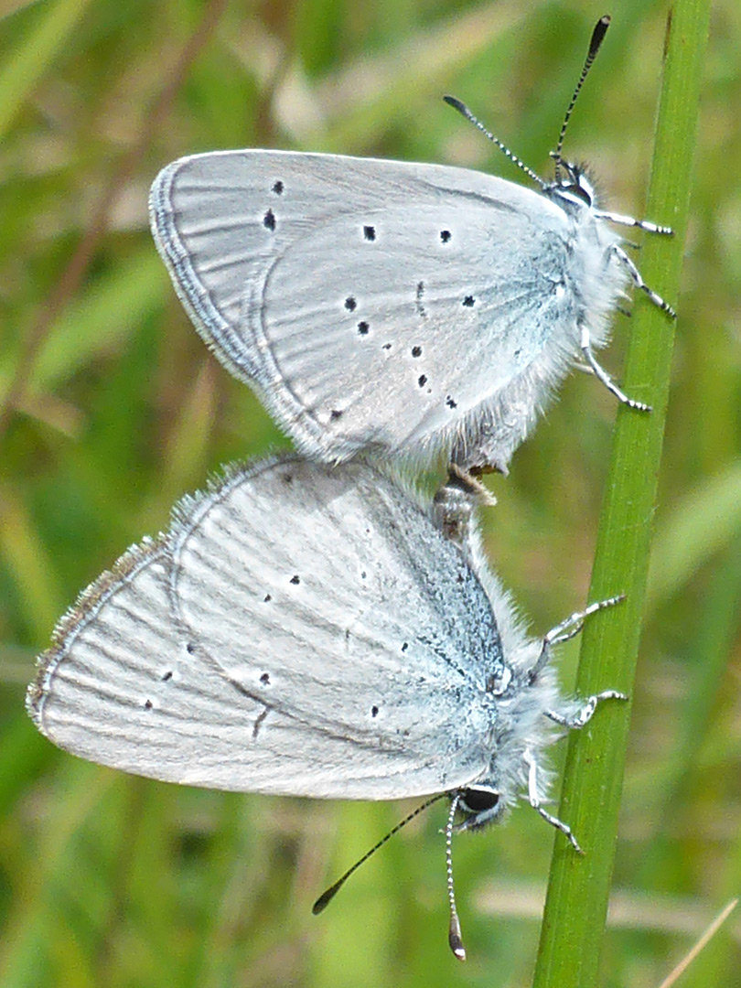 Holly blue butterflies