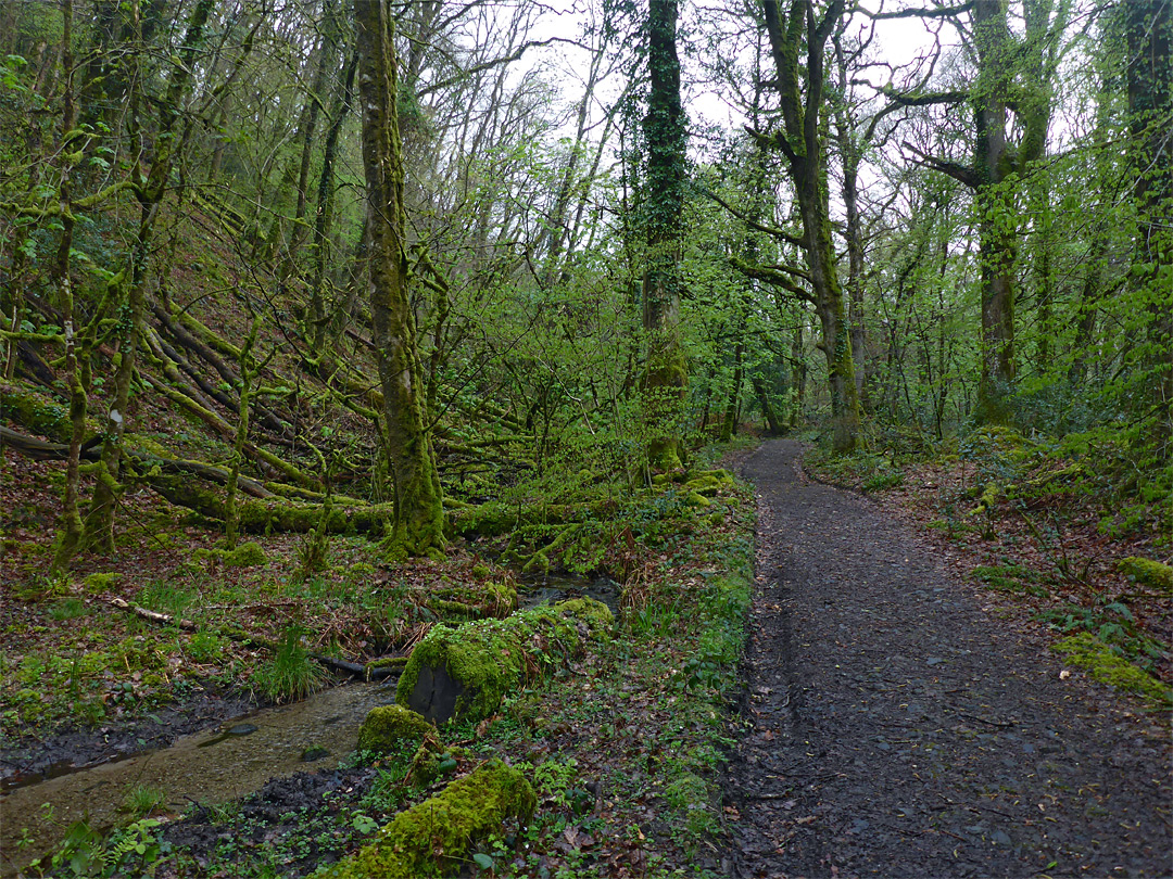 Path through Holne Wood