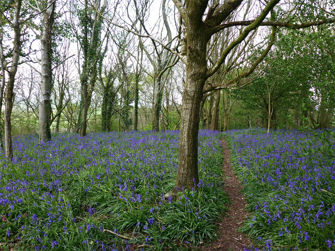 Many bluebells