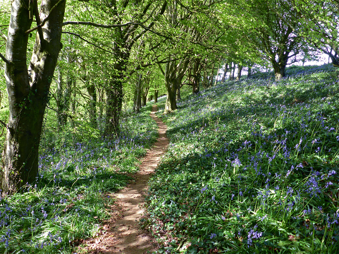 Path in the south wood