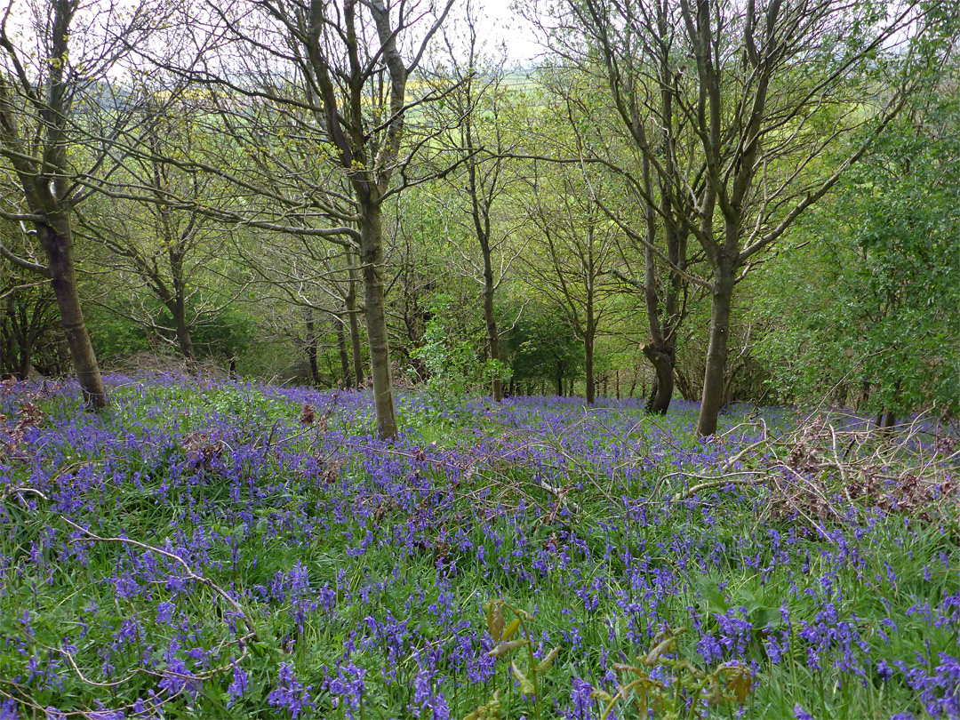 Bluebell slope