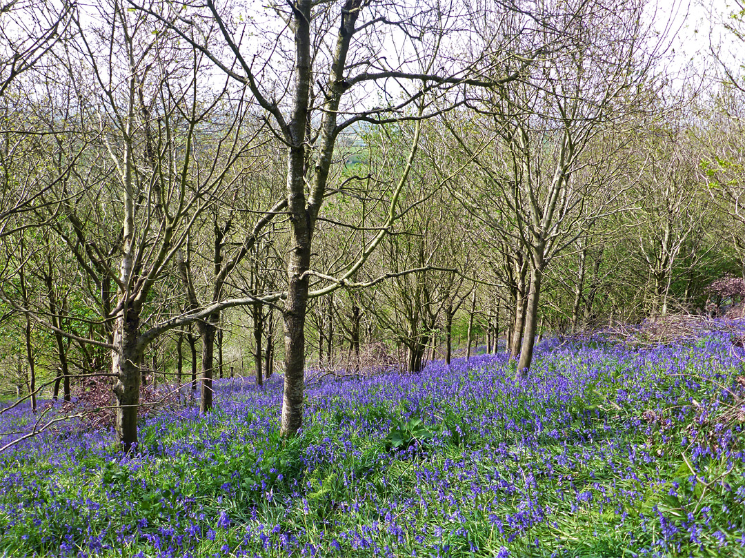 Bluebells in the south wood