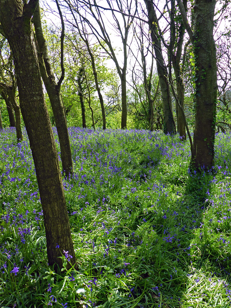 Trees and bluebells