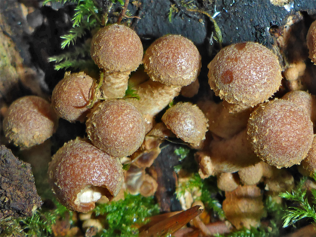 Bulbous honey fungus