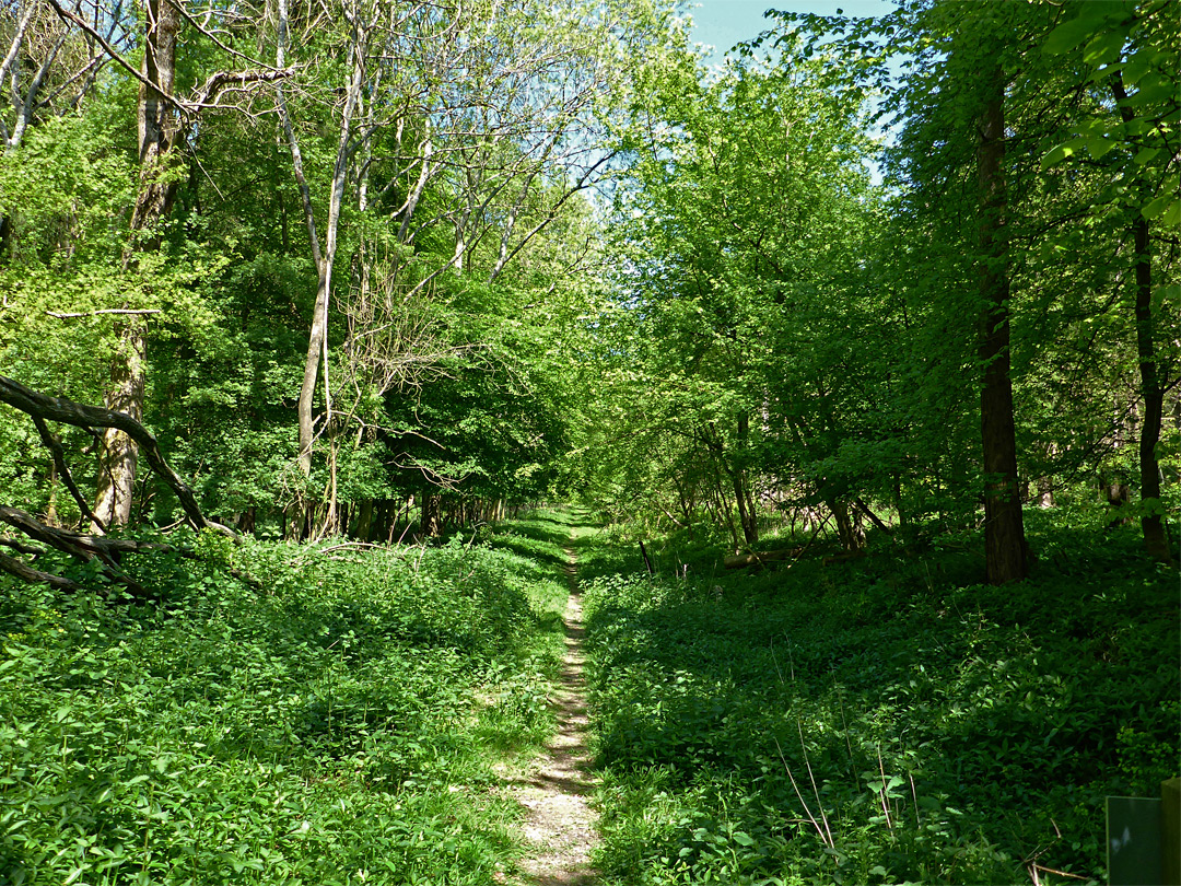 Woodland path