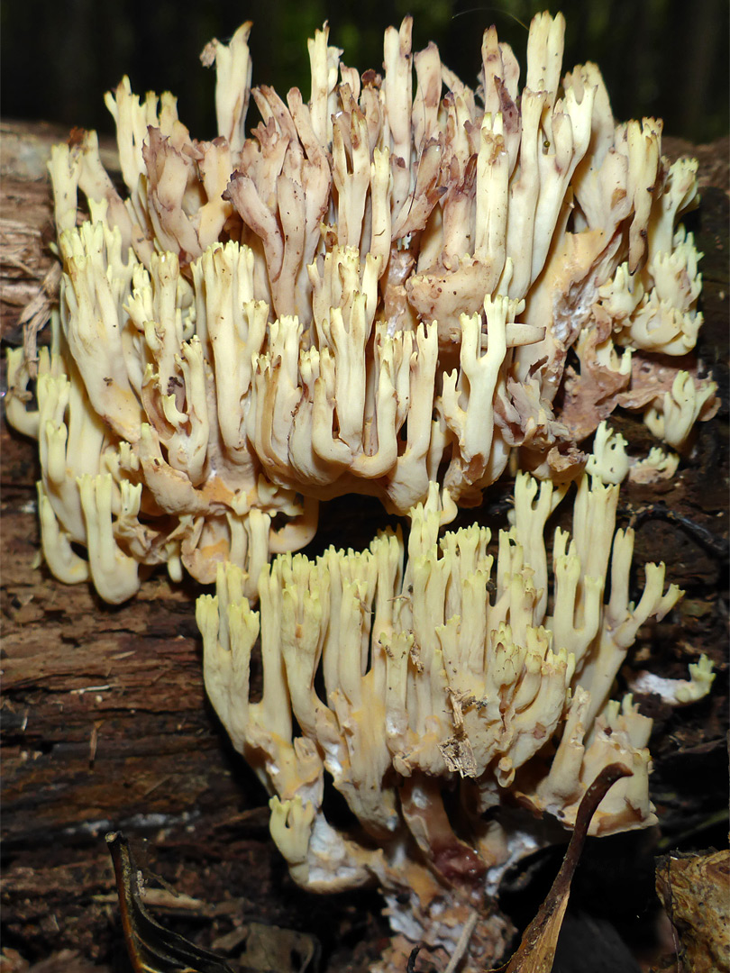 Upright coral fungus