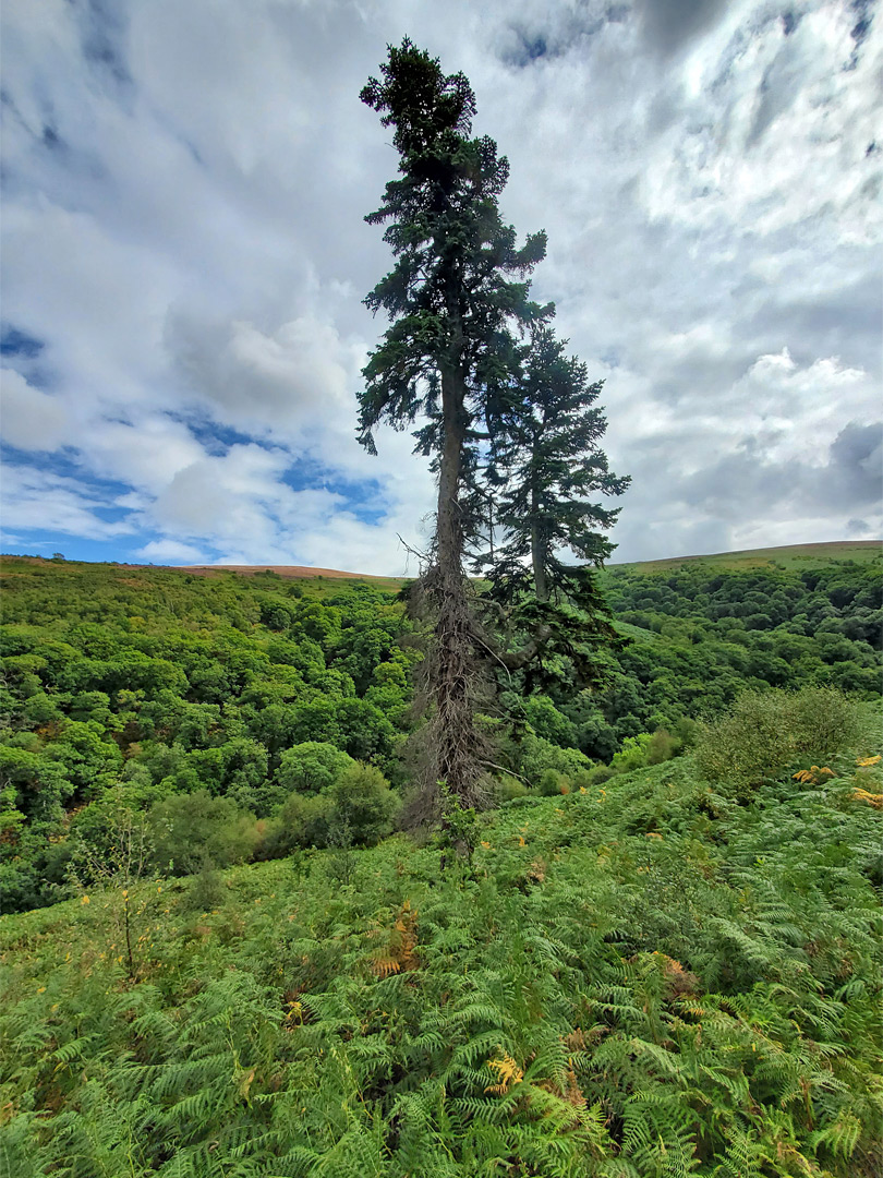 Isolated tree