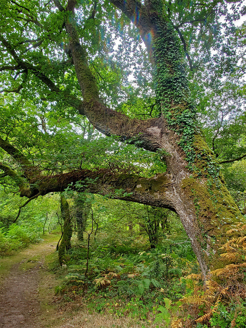 Woodland path