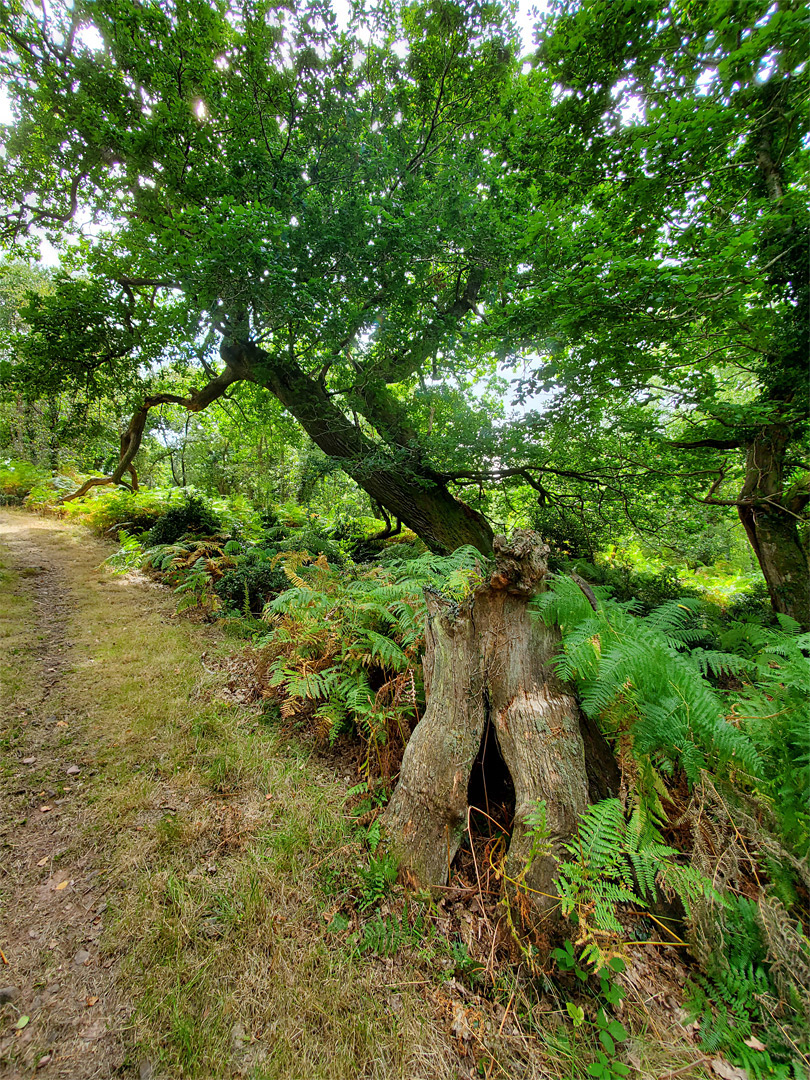 Wide path