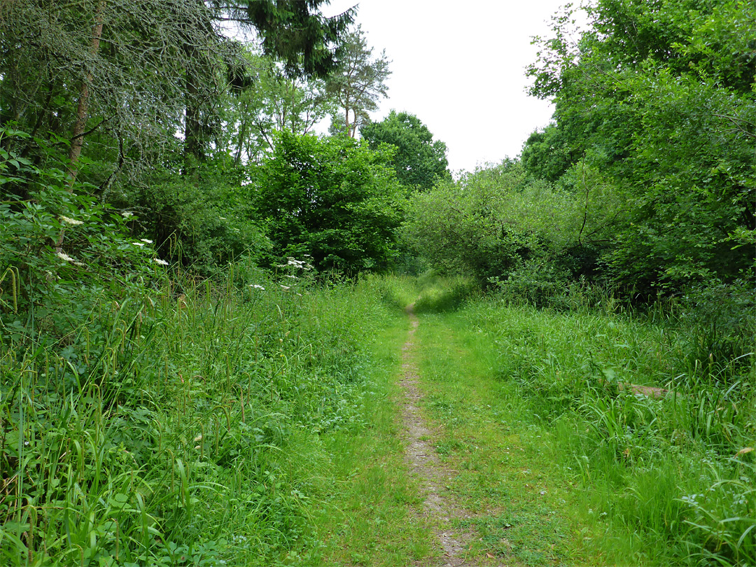 Grassy path