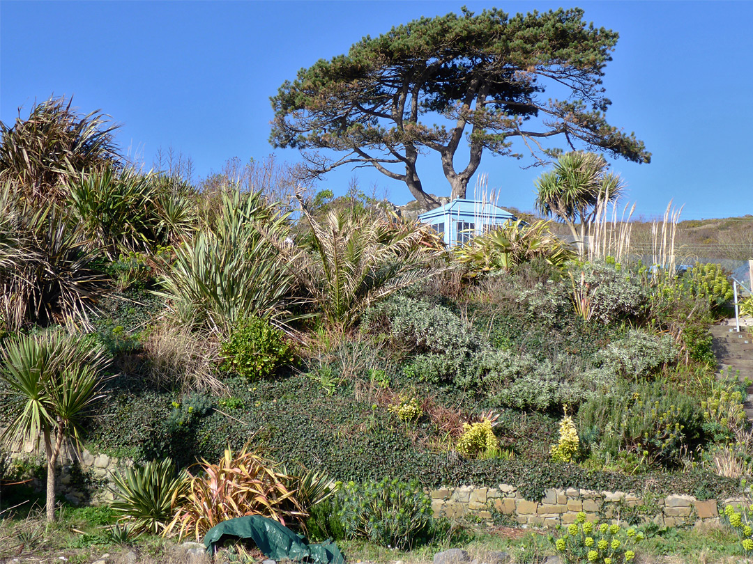 Tropical plants