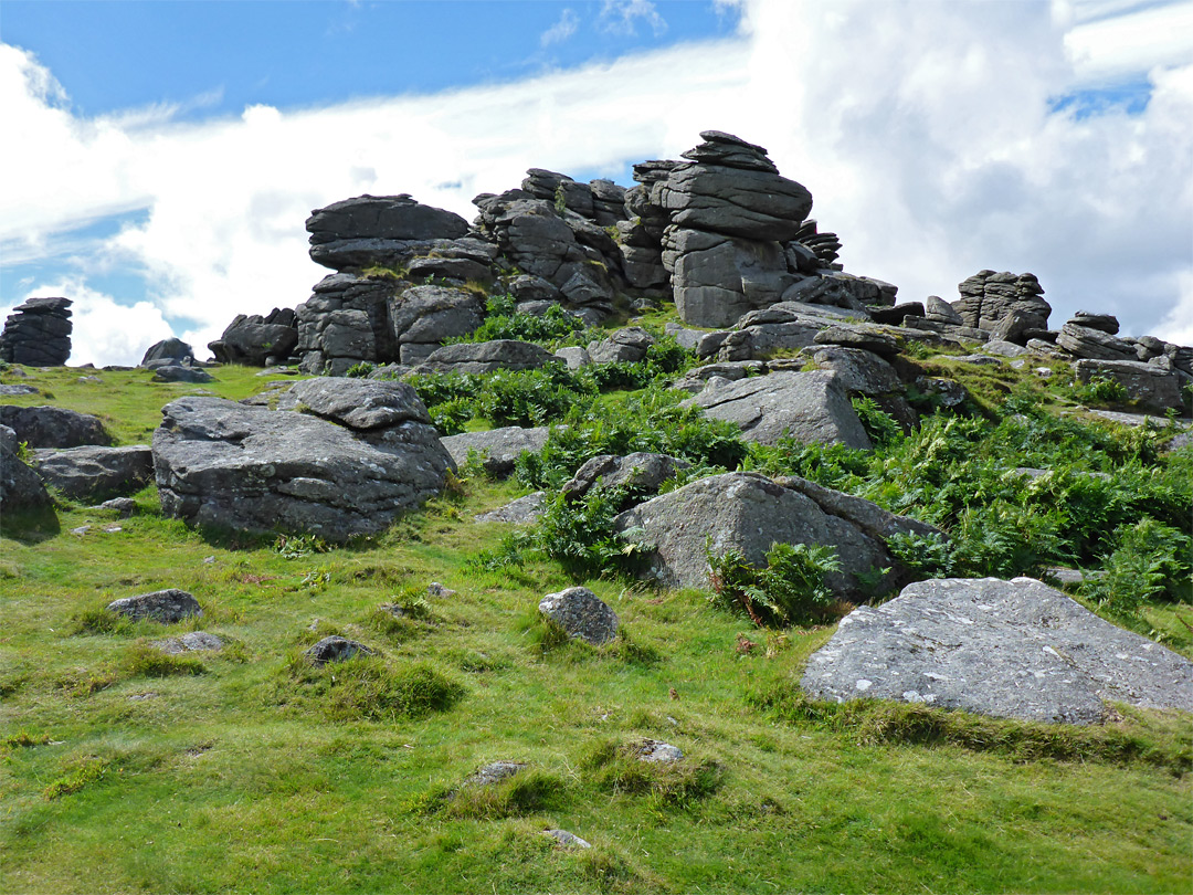 Ferns and rocks