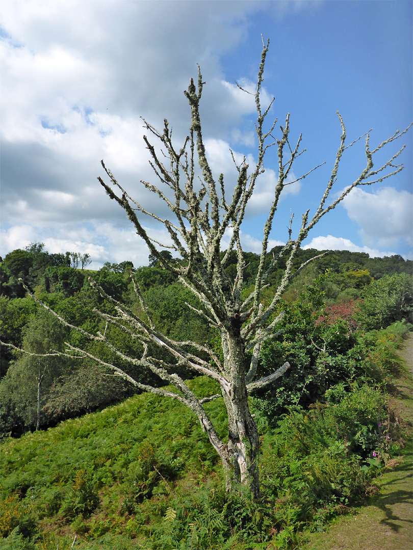 Dead tree