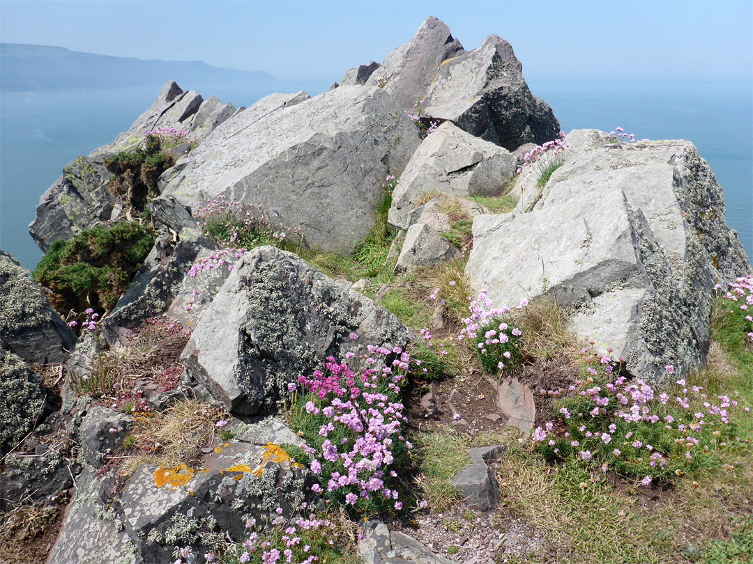 Flowers at Hurlstone Point