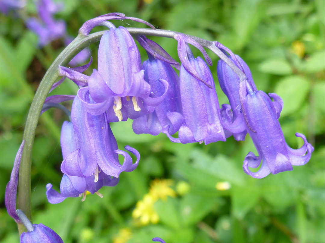 Curving flower spike