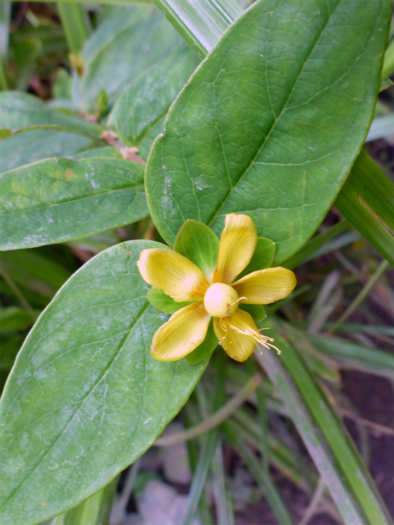 Yellow flower