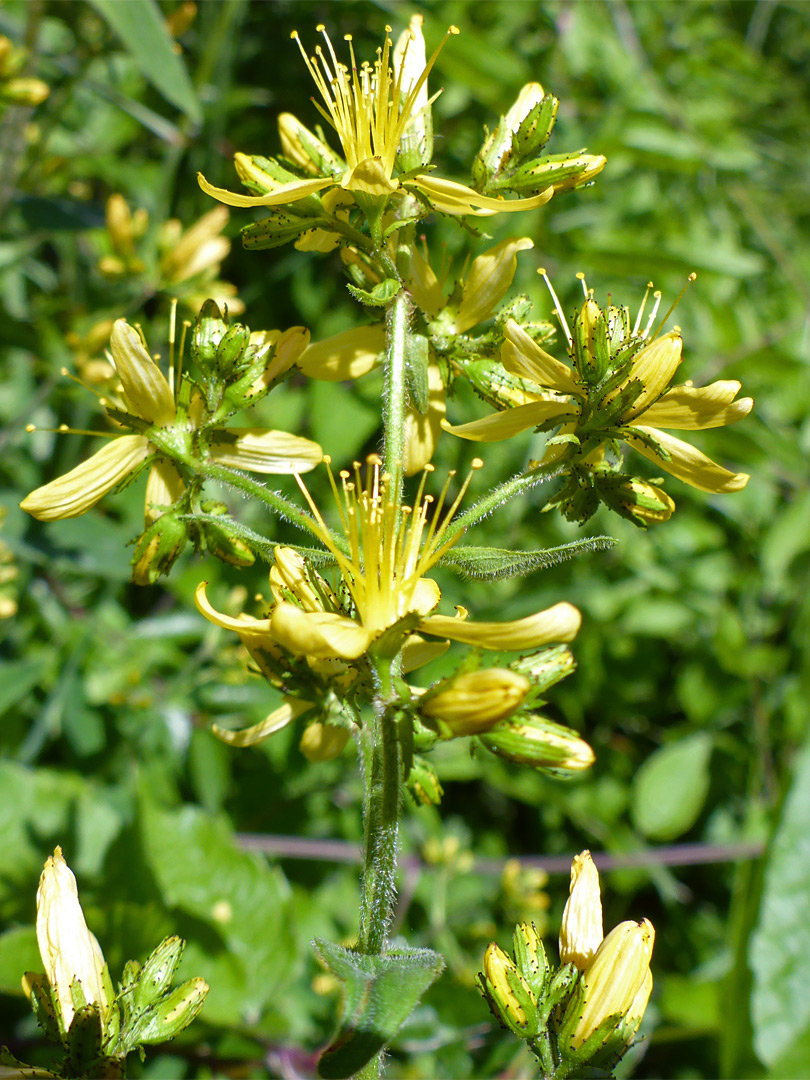 Group of flowers