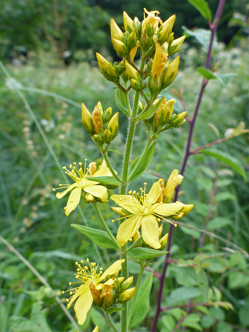 Flowers and buds