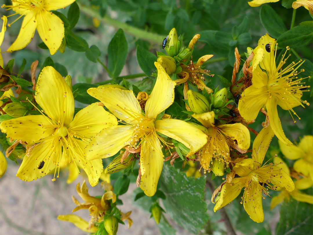 Yellow petals and stamens