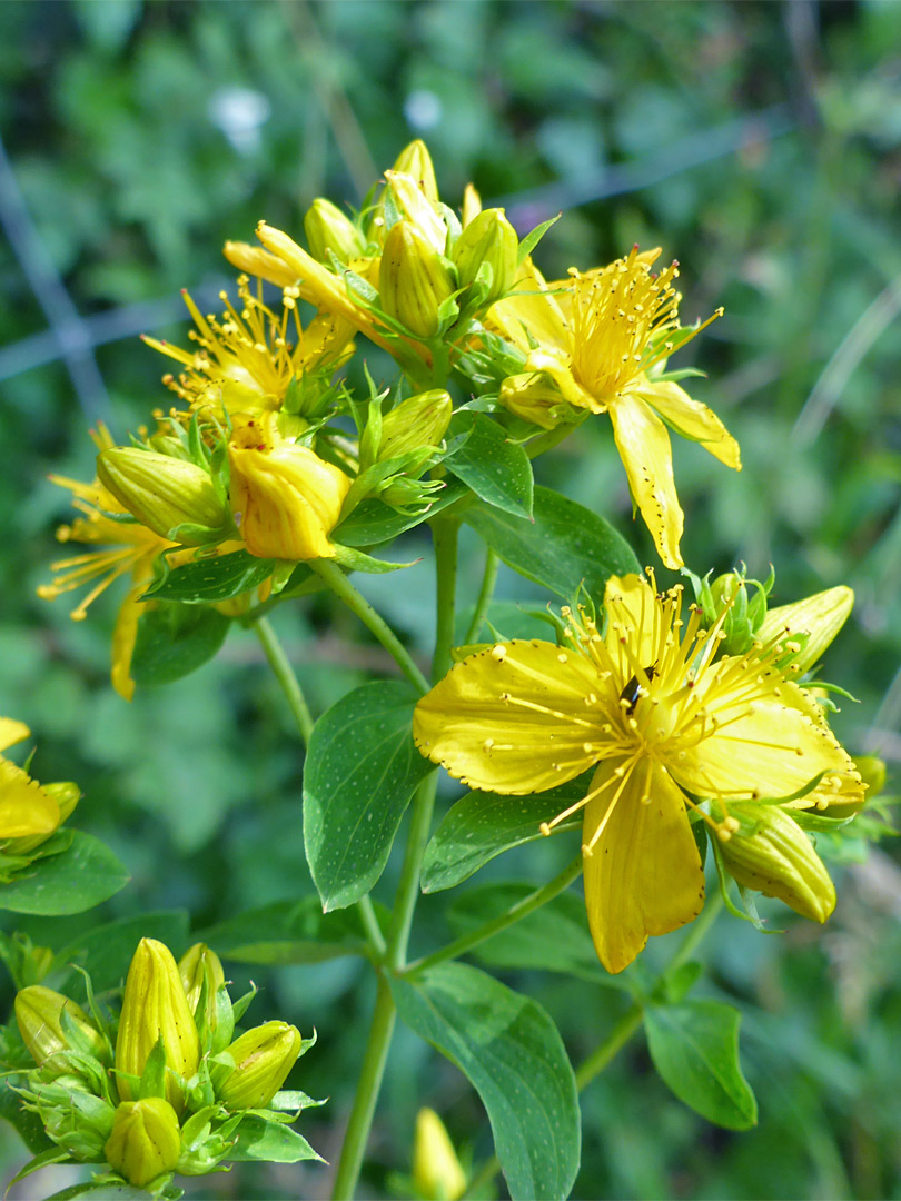 Flowers and leaves