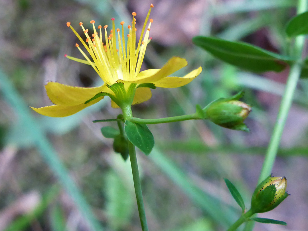 Exserted stamens