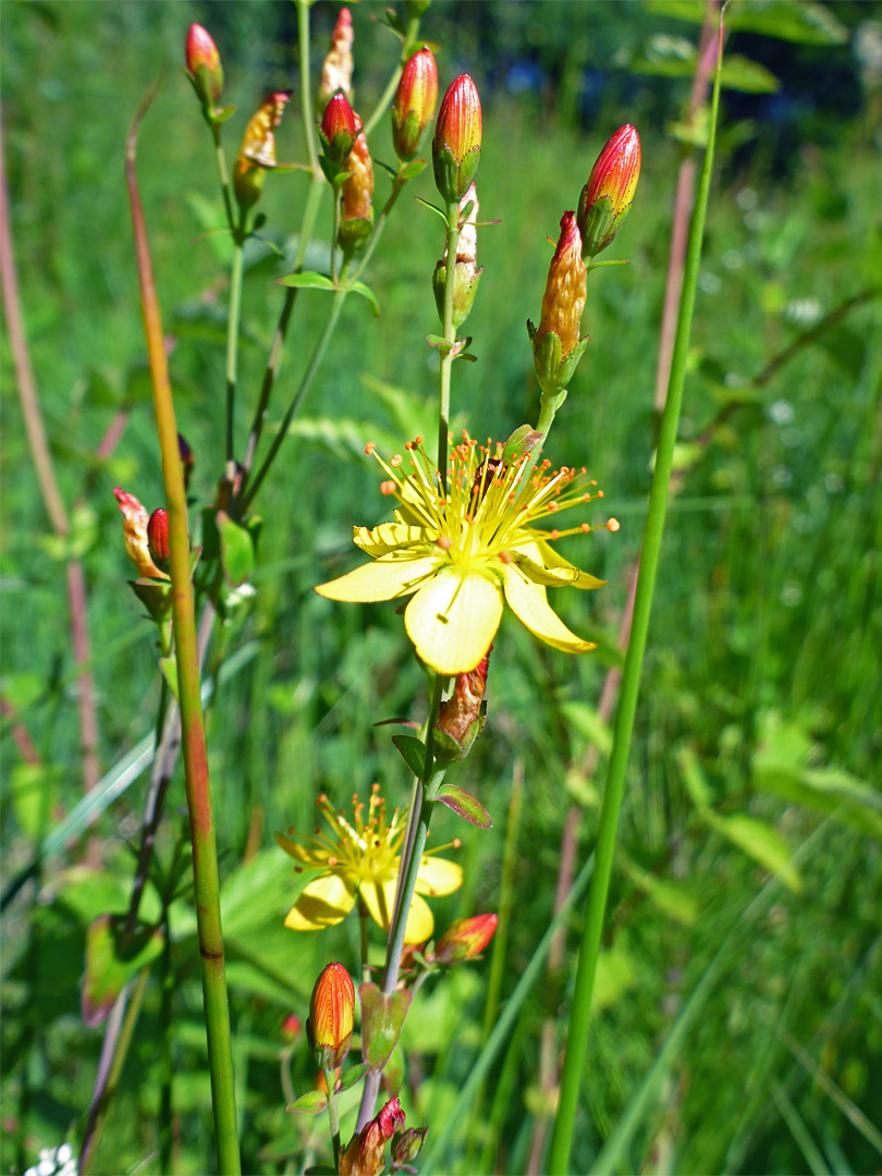 Slender St John's-wort