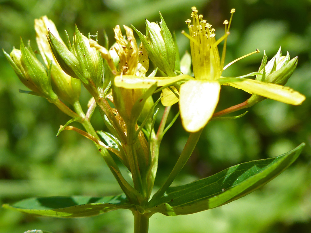 Square-stalked St John's-wort