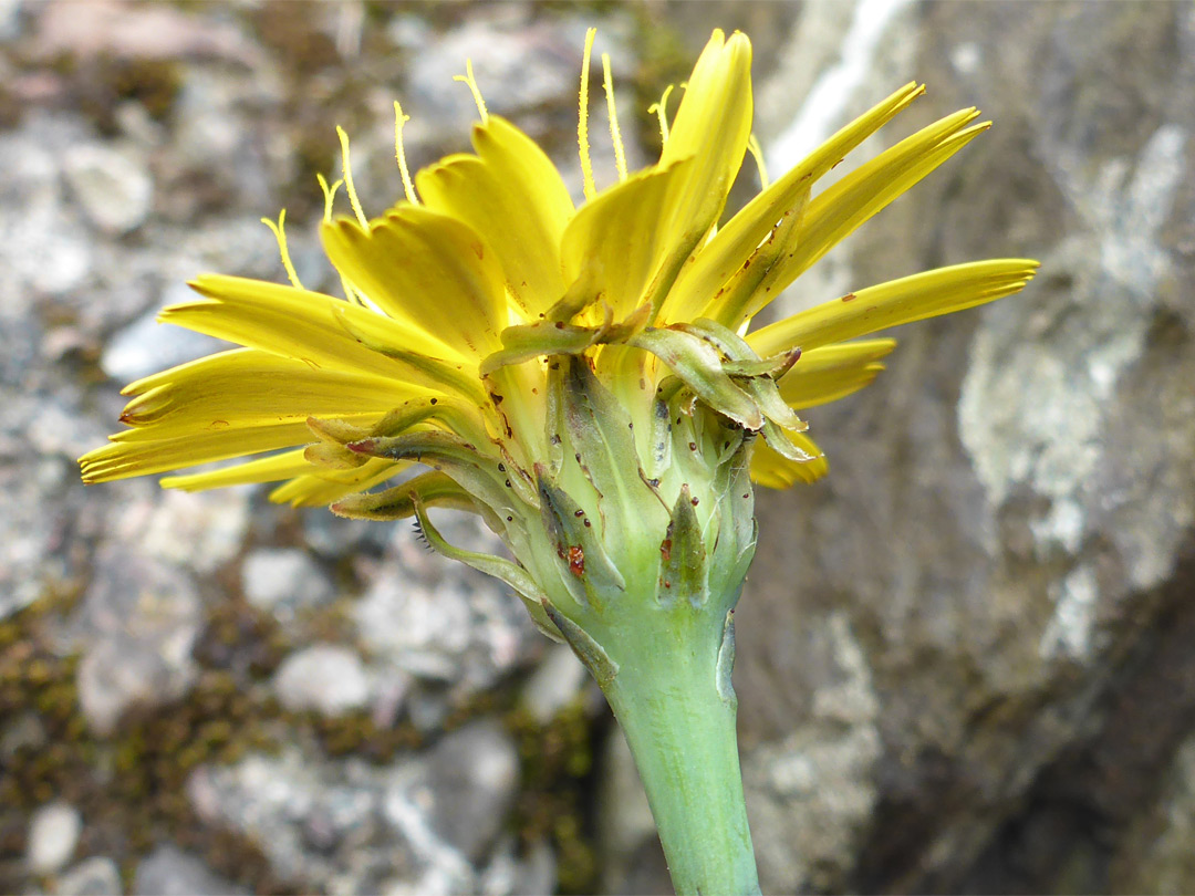 Hairless upper stem