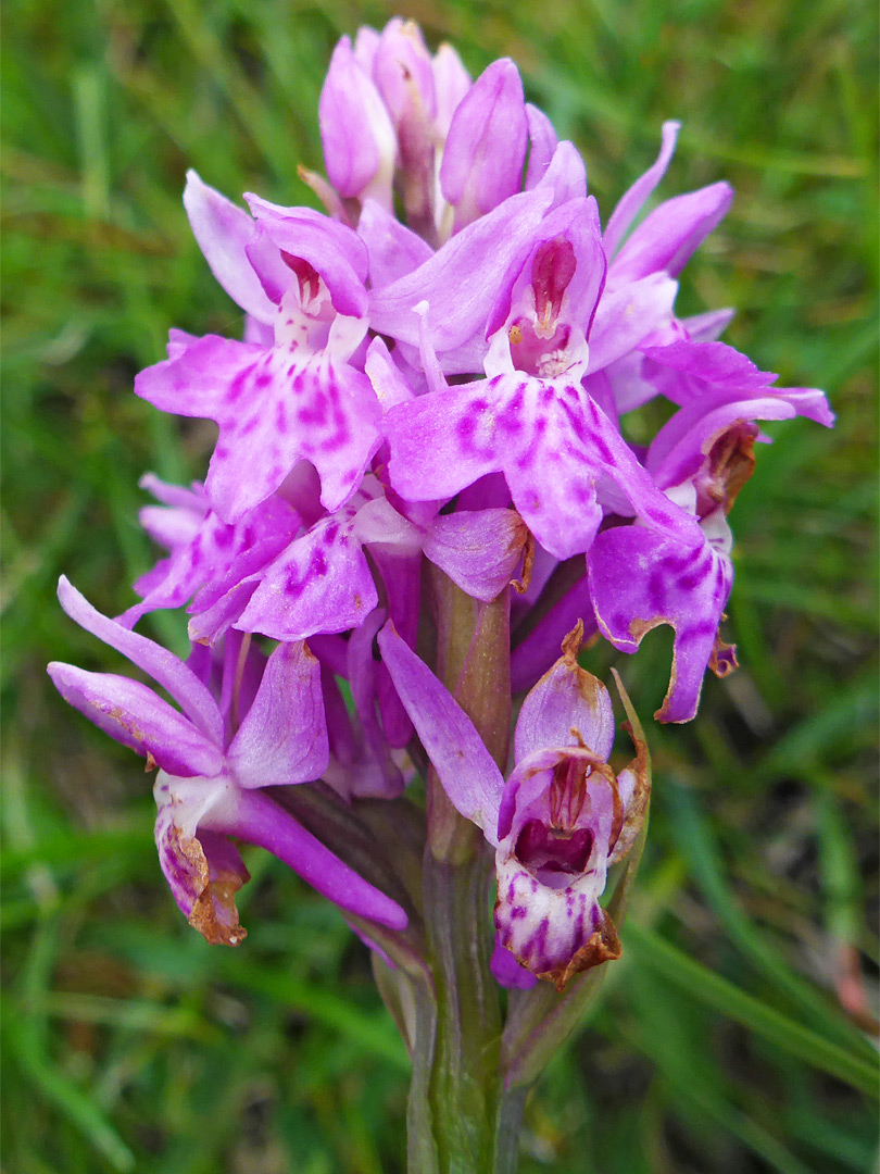 Common spotted orchid