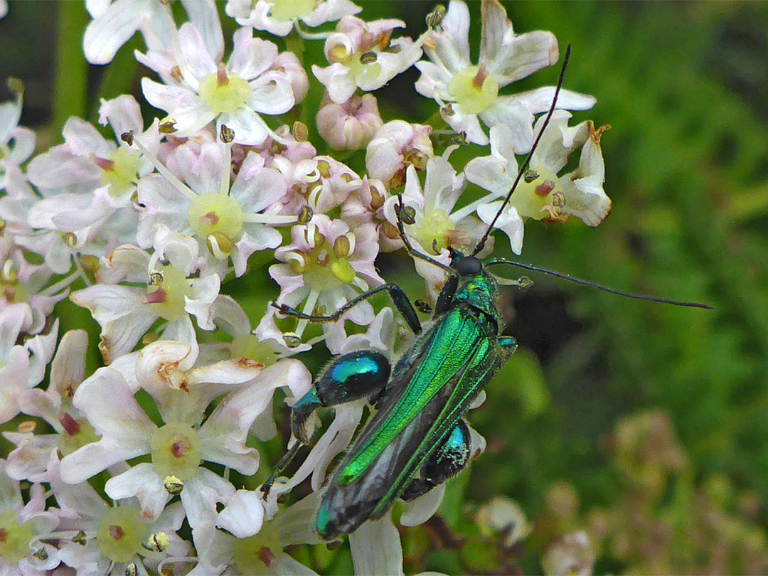 Flower beetle