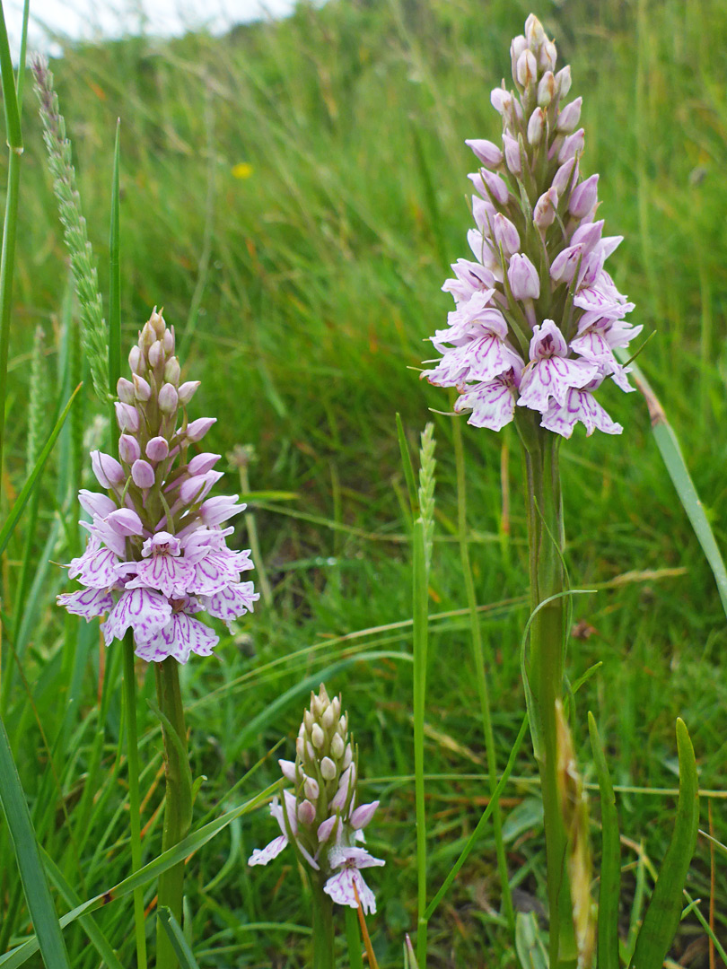 Heath spotted orchids