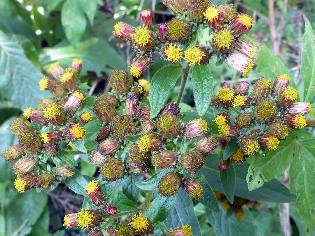 Rayless flowerheads