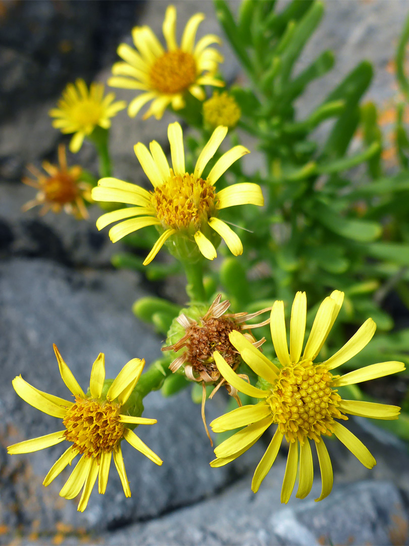 Developing flowerheads