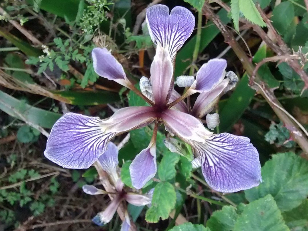 Purple flower