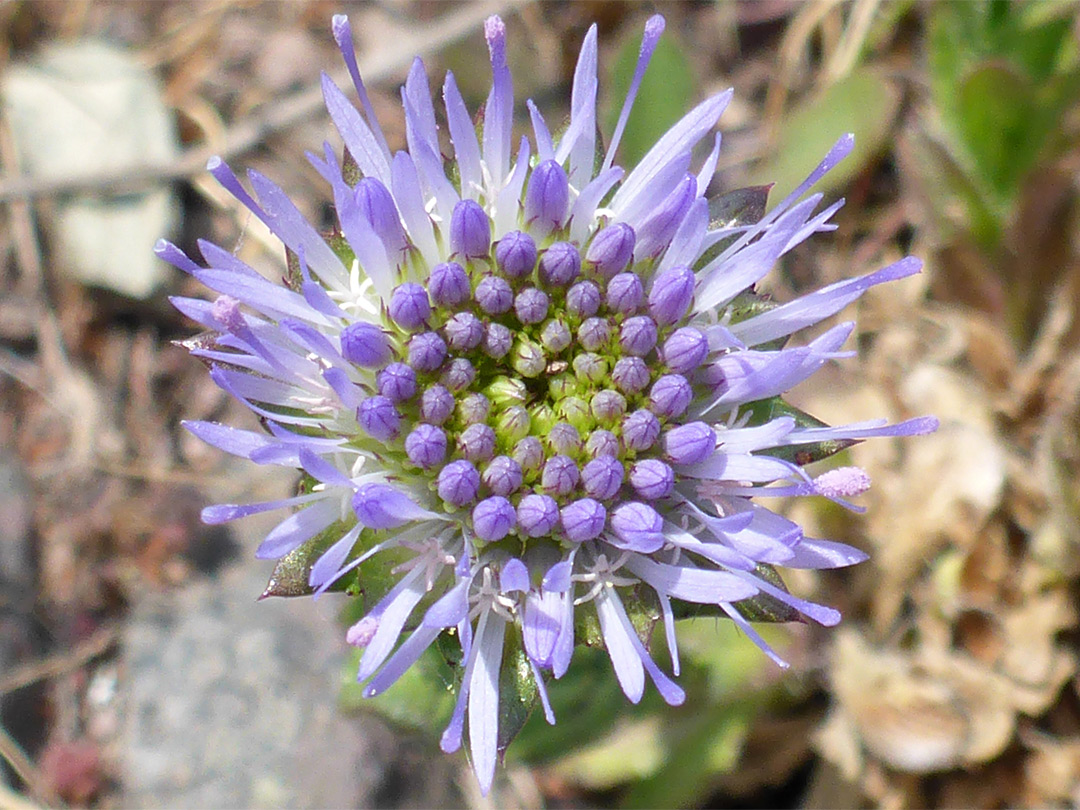 Developing flowerhead