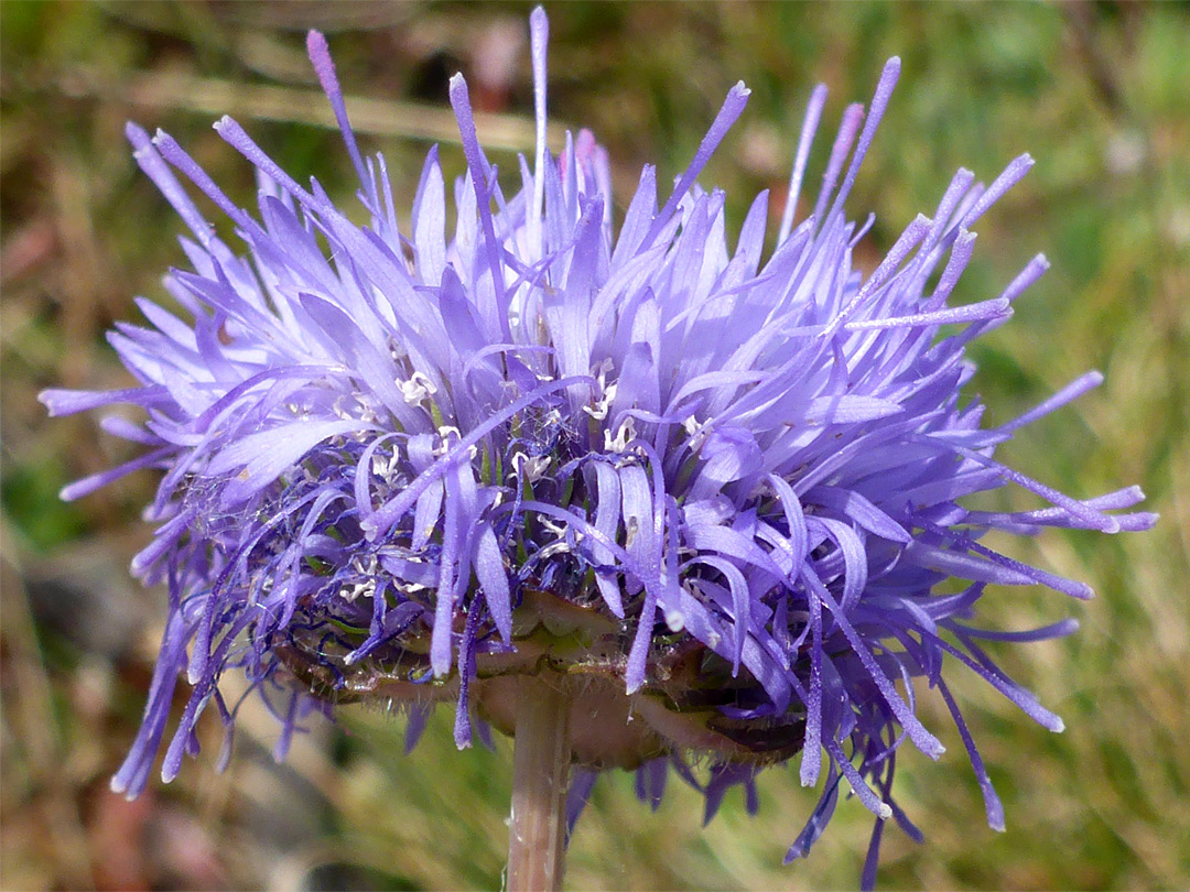 Sheep's-bit scabious