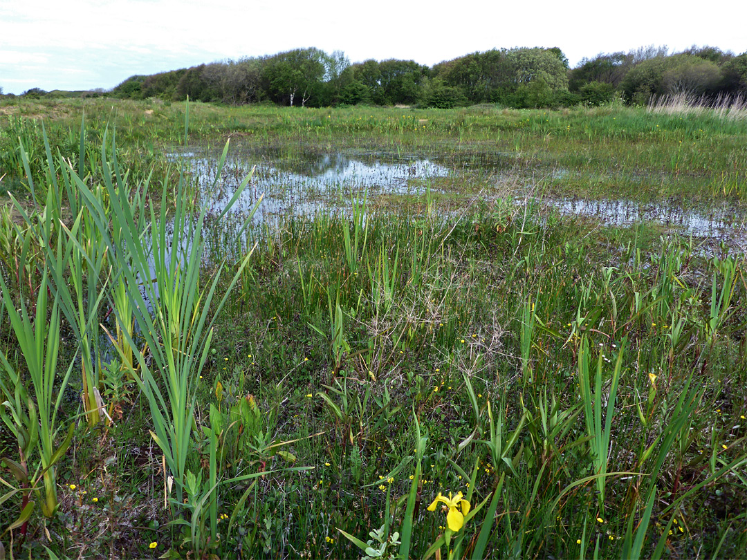 Boggy pond