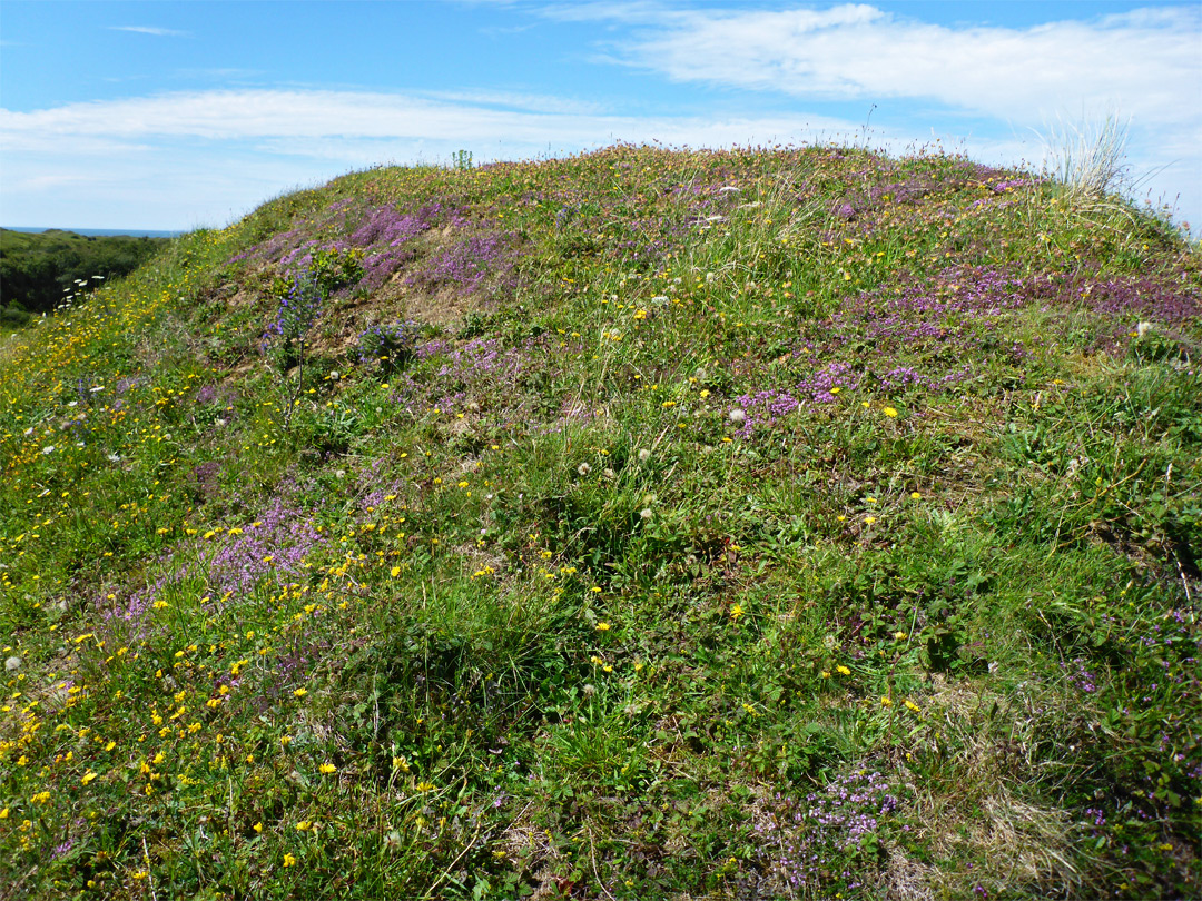 Grassy dune