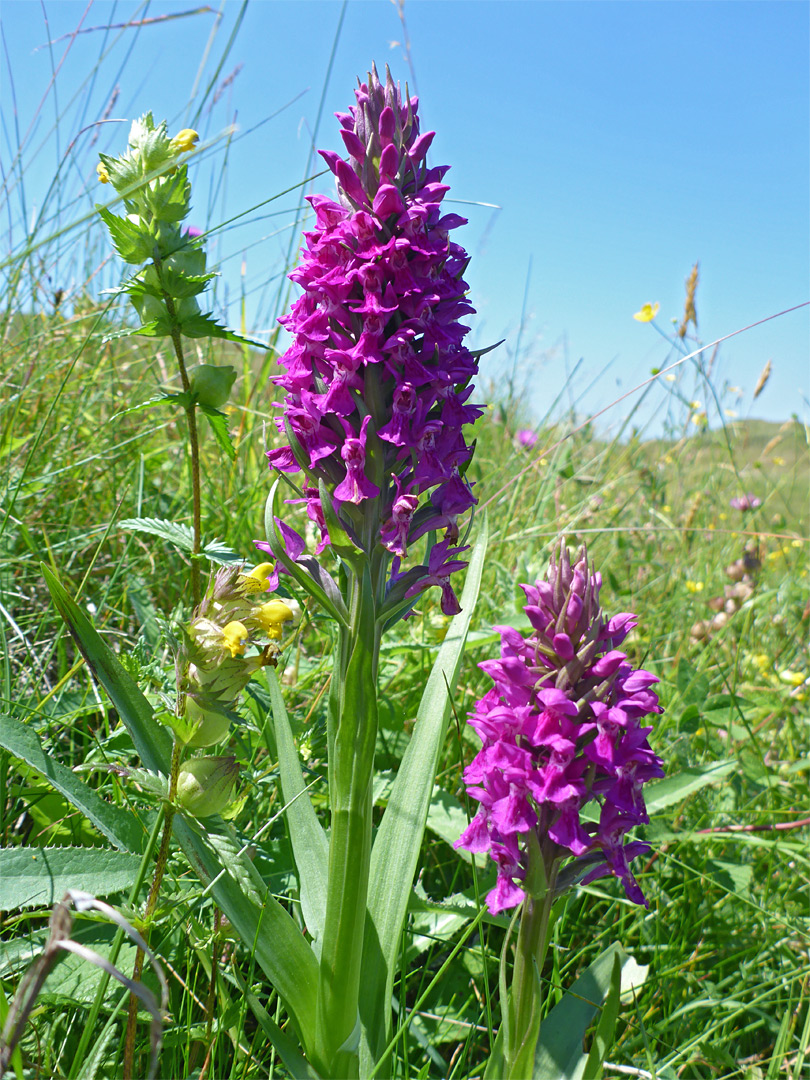 Orchids and yellow rattle