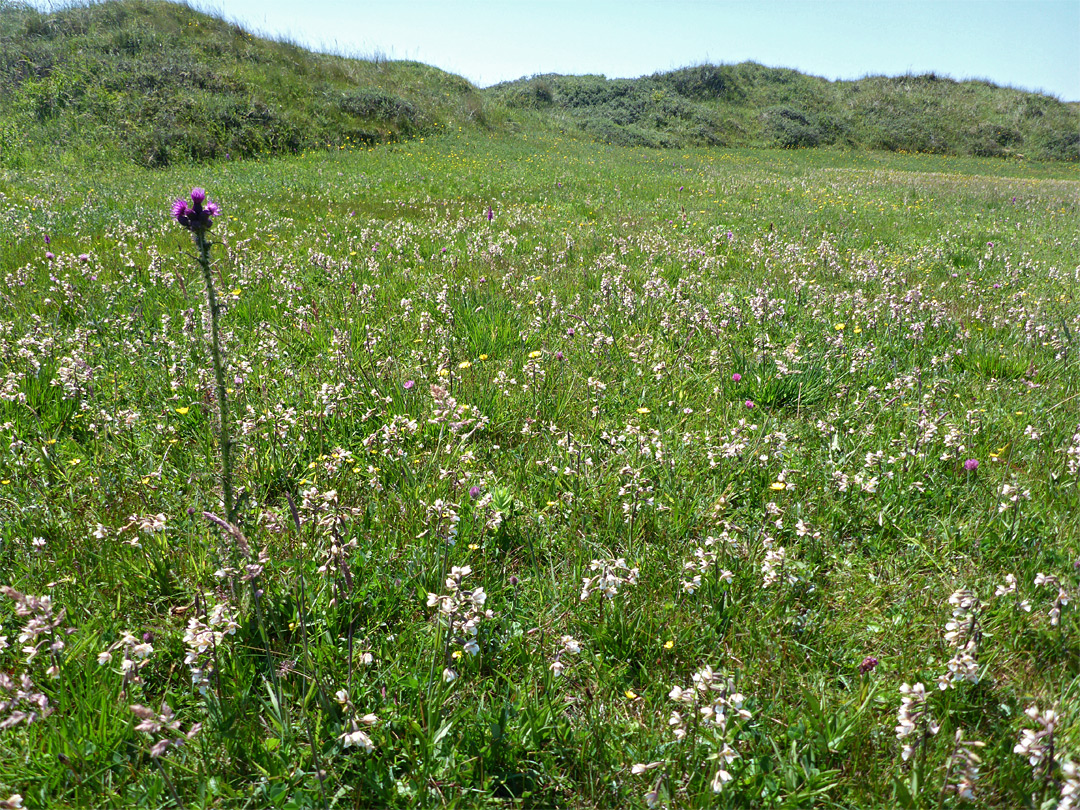 Many helleborines