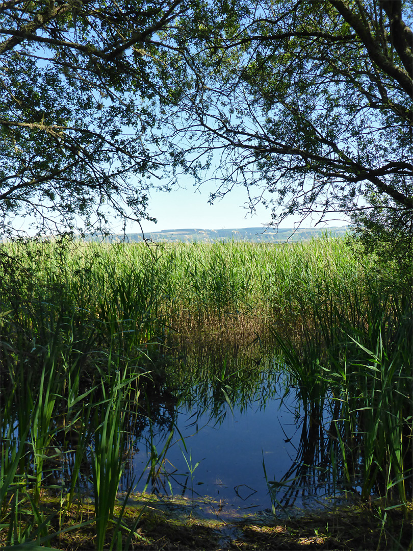 Reeds and water