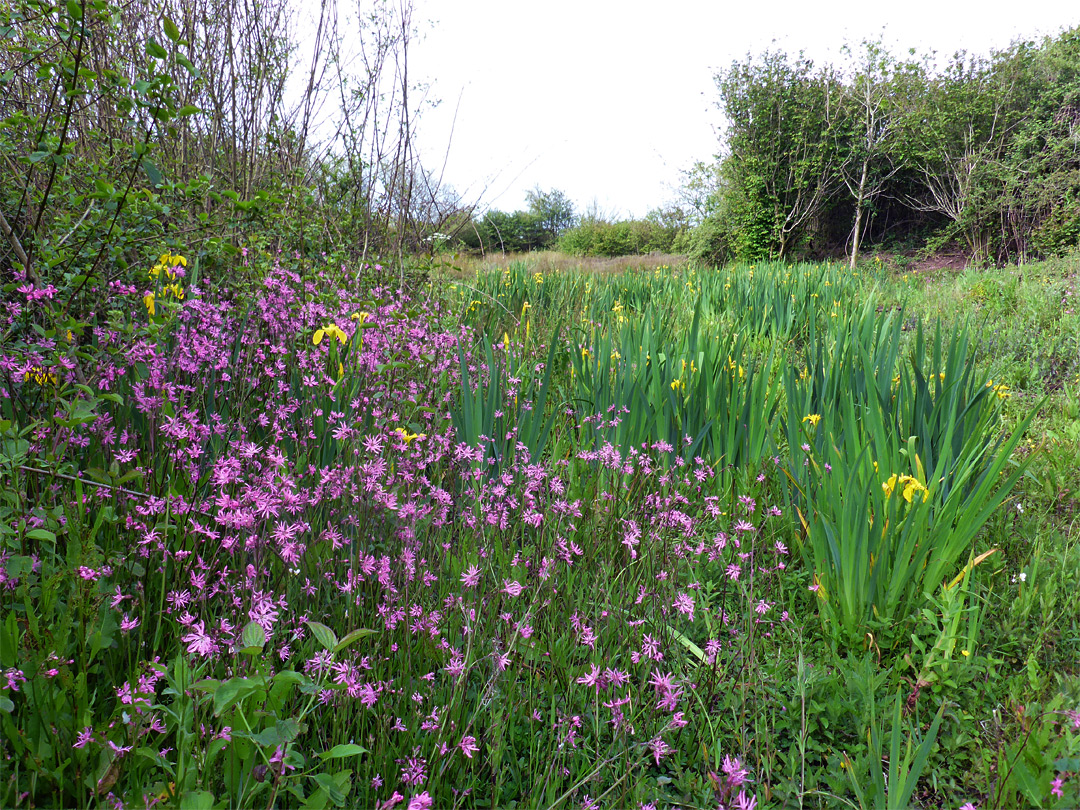 Ragged robin and yellow flag