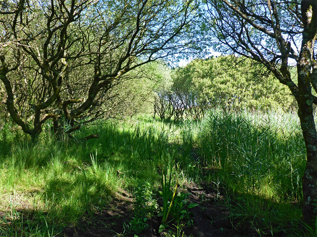 Trees and reeds